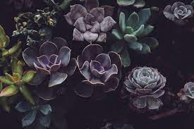 What are some good wiccan wallpapers for your phone? Green Witch Aesthetic 23 Best Free Green Plant Flower And Flora Photos On Unsplash