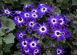 Pericallis 'Senetti' — Green Acres Nursery & Supply