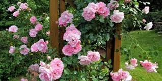 Como plantar e cuidar de roseiras: dicas e informações úteis para ...