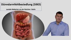 A reproducible marker for severe exocrine pancreatic. Laboruntersuchung Bei Bauchspeicheldrusenschwache Die Pankreaselastase Im Stuhl Youtube