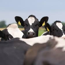 This here is the generator. Innovative Cattle Breeding Vikinggenetics