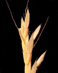 Image result for Andropogon canaliculatus