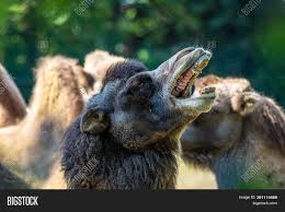 The coat is thicker and heavier on both camel species are polygynous, where the dominant male will mate with any of the females in the in their native range, a population density of five camels per 100 square km has been estimated. Bactrian Camels Image Photo Free Trial Bigstock