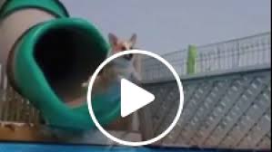 Video Drole Un Sacre Saut Dans Une Piscine Femmes D Aujourd Hui La drôle d'humeur de gérémy crédeville. saut dans une piscine
