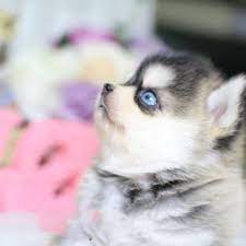 Aurora Tiny Teacup Pomsky Posh Pocket Pups Pomeranian Puppy Pomsky Puppies Cute Animals