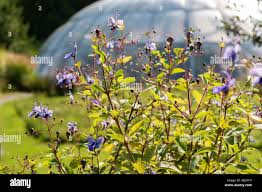 Image result for Clerodendrum umbellatum