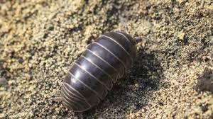 Pill Woodlouse Brockholes Nature Reserve