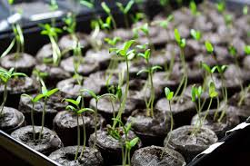 Well, seed starting trays are your answer. Top 5 Best Seed Starting Kits 2021 Seed Germination Kits Reviews