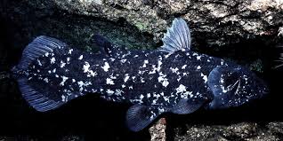 It was long supposed that coelacanths became extinct around 80 million years ago. Coelacanth Genome Darwin Then And Now