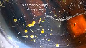 Corydoras Eggs Hatching Aquarium Fish Eggs Fish