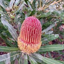 Pin On My Garden