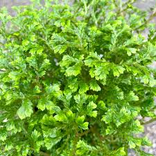 Image result for Selaginella auquieri