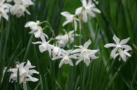 Triandrus Daffodil Narcissus Thalia Amaryllidaceae Narcissus Daffodils Plants
