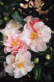 Camellia Japonica Lady Vansittart Fotografia De John Glover Uno De Los Primeros Y De Los Mas Importantes Fotografos De Jardin Camelias Flores Flores Rosadas