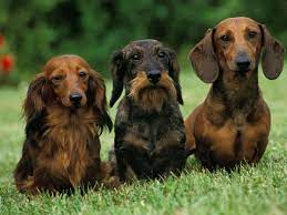 Do Long Smooth And Wire Haired Dachshunds Have Different Personalities