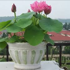Check spelling or type a new query. Perennial Flowers Gift Same Day Shipping Sow White Lotus Pink Lotus Lotus Seeded Seeds 20 Pcspack Home Hobby Gardening Plants Keyforrest Lt