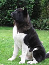 American Akita Dog Black And White Akita American 11 My Cats Happy Cats Akita Dog American Akita Dog Akita Puppies American