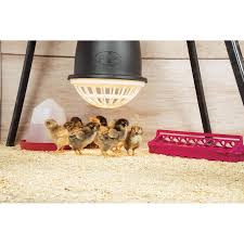 This heater will not break even it was suddenly throw into water after 30 minutes of power on! Prima Heat Lamp Pbs Animal Health