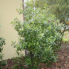 Image result for Myrsine