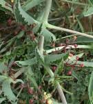 Image result for Cyphostemma heterotrichum