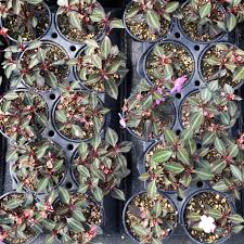 Image result for Porphyrostemma