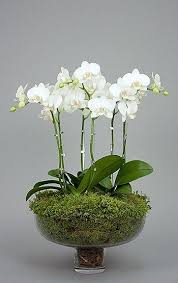 I Would Love Couple Of White Orchids Real Or Silk To Arrange In A Glass Or White Footed T Orchid Flower Arrangements Flower Bouquet Vase Orchid Arrangements