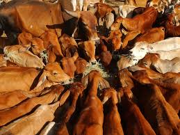 You should be able to buy with confidence that you'll get genuine pet medications from australia. Nearly Half Of Australia S Cattle Is Treated With Growth Hormones Is It Safe To Eat Beef The Guardian