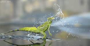 Check spelling or type a new query. Basilisk Lizard Steemit