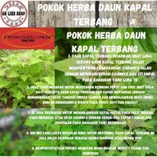Pokok kapalterbang merupakan masaalah kepada petani dan perlu dikawal untuk tidak bersaing dengan tanaman di kebun. 70 Helai Daun Kapal Terbang