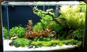 Best Aquarium Light Timer Lights Timer Aquarium Lighting Aquarium
