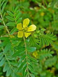 Image result for Tribulus terrestris