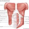 The pectoralis major, the pectoralis minor, and the serratus anterior. 1