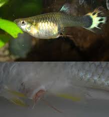 Like with anything live you buy for your tank, it is important to find out how compatible they are with your current livestock and. Detritus Worms In Freshwater Tank Shrimp And Snail Breeder