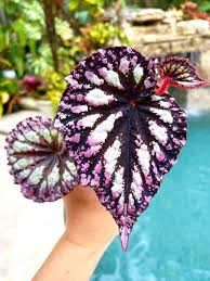 Image result for Begonia rubronervata