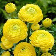 Yellow Persian Buttercup Ranunculus Bulbs Deer Resistant Great For Containers Ranunculus Flowers Ranunculus Planting Bulbs