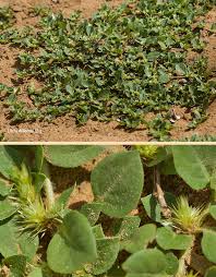 Image result for Alternanthera pungens