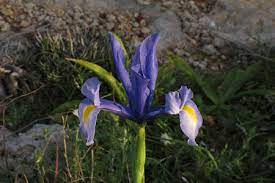 Iris Xiphium Spanish Iris Maltawildplants Com The Online Flora Of The Maltese Islands