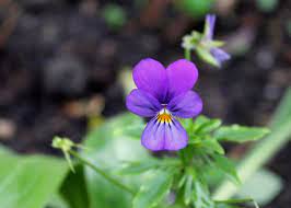 Its name translates to 'first rose' but the flower does not belong to the rose. February Birth Flowers Primrose And Violet What Do They Mean The Old Farmer S Almanac