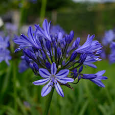 Image result for Agapanthus africanus
