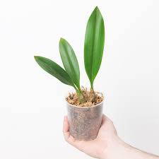 Image result for Bulbophyllum josephi