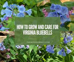 Check spelling or type a new query. How To Grow And Care For Virginia Bluebells Flowers Mertensia Virginica