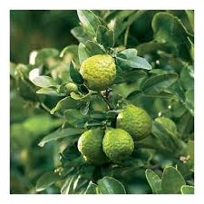 Rated 5.00 out of 5 based on 1 customer rating. Buy Kaffir Lime Tree Grafted Dwarf Kaffir Lime Thai Ma Grood Online In Oman B005rj1aeo