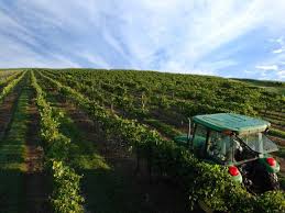 Estatesales.net provides detailed descriptions, pictures, and directions to local estate sales, tag sales, and auctions in the tampa area as well as the entire state of fl. 10 Best Wineries In Florida To Visit In 2021 With Photos Trips To Discover