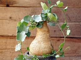 Image result for Kedrostis africana