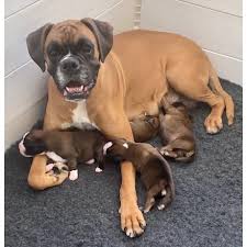 Boxer Puppies For Sale In The Uk Puppies Co Uk