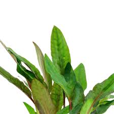 Especially in crypts from sri lanka, it is not easy to decide what species it may be. Cryptocoryne Beckettii Petchii Tropica Aquarium Plants