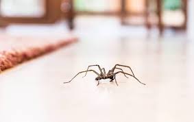 We did not find results for: All American Identifies The Most Common Spiders In Tennessee