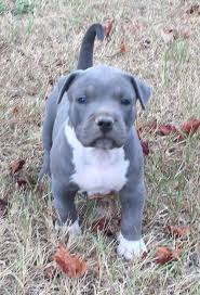 Before looking for blue nose pitbull puppies for sale near me, it is better for you to know some fascinating things about these kinds of dog. American Pit Bull Terrier Puppies For Sale Bronx Ny 254540