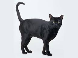 Bombay Cat Black American Shorthair Cat Full Grown Bombay Cat Standing Cat Breeds Bombay Cat American Shorthair Cat