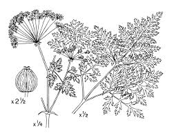 Image result for Conium